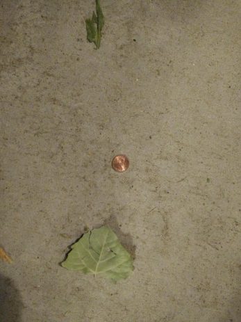 dating is like see a penny pick it up