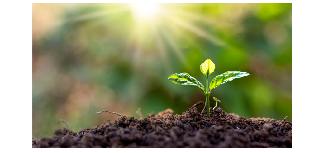 flower grows toward light muscle testing