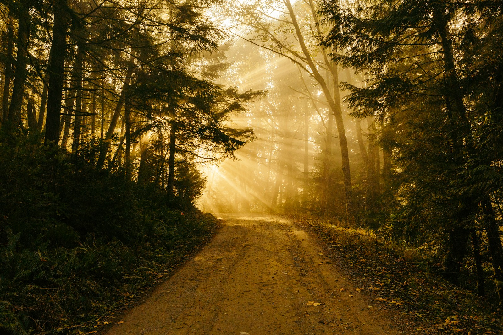 pathway between trees Robin Michael