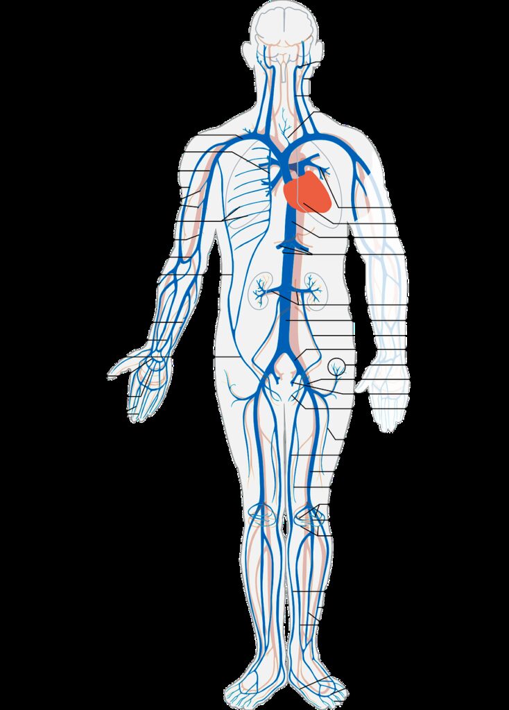 human, body, circulatory system circuitry